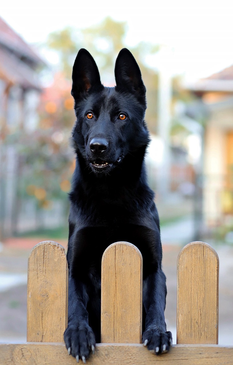 black german shepherd, dog, black-3991706.jpg